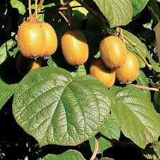 Kiwi berries are amazing (and tasty) and can be easily grown in the pacific northwest. Kiwi Actinidia Deliciosa Jenny At Jackson Perkins