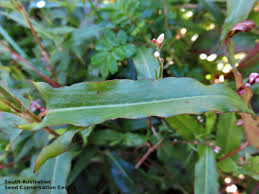 Image result for Persicaria strigosa