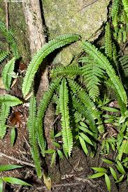 Image result for Nephrolepis