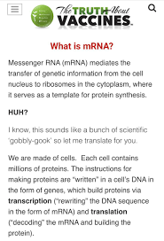 It contains the genetic information of dna but it is only part of the process that relays the info from the nucleus to the. ÙƒÙŠÙÙŠØ© ØªØ­ÙŠÙŠØ¯ Ø§Ù„Ø¶Ø±Ø± Ø§Ù„Ù…Ø­ØªÙ…Ù„ Ù…Ù† Ù„Ù‚Ø§Ø­Ø§Øª Mrna Ù…Ø§ Ù‡Ùˆ Mrna ÙŠØªÙˆØ³Ø· Messenger Rna Mrna ÙÙŠ Ù†Ù‚Ù„ Ø§Ù„Ù…Ø¹Ù„ÙˆÙ…Ø§Øª Ø§Ù„Ø¬ÙŠÙ†ÙŠØ© Ù…Ù† Ù†ÙˆØ§Ø© Ø§Ù„Ø®Ù„ÙŠØ© Ø¥Ù„Ù‰ Ø§Ù„Ø±ÙŠØ¨ÙˆØ³ÙˆÙ…Ø§Øª ÙÙŠ Ø§Ù„Ø³ÙŠ Twitter Thread From Ù†Ø¹Ù… Ù„Ø­Ø±ÙŠØ© Ø§Ù„Ø¥Ø®ØªÙŠØ§Ø±