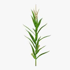 Young Corn Plant 3d Model Ad Corn Young Model Plant Corn Plant Plants Model
