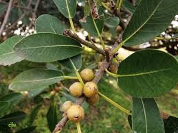 Image result for Ficus natalensis