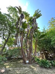 Image result for Strelitzia alba