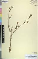 Image result for Smithia elliotii