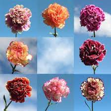 Cheap Carnations Fresh Bi Color Carnation Flowers Global Rose Carnation Flower Carnations Flowers