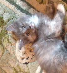 Adopting a cat from maine coon rescue or a shelter. Maine Coon Kitten For Sale In Columbus Ohio Classified Americanlisted Com