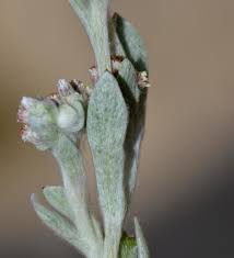 Image result for Vellereophyton dealbatum