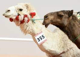 Camel seeking camel lusty beast desires attractive and sincere mate. Camels Left Pouting As Saudis Ban Botox At Beauty Pageant Egypt Independent