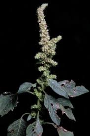 Image result for Amaranthus hybridus
