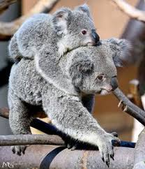 Mrs doherty, who has since named the koala lewis. Reginald Zhu Reginaldzhu Profile Pinterest