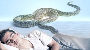تفسير الحية أو الثعبان في المنام Stuff To Buy Snake Afaa