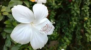 For hibiscus planted in the ground in very warm climates where winter freezing is seldom a problem, pruning can be done in the late fall. White Hibiscus Flowers Or White Arhul Flower Youtube