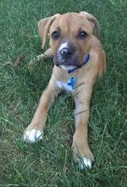 Pitbull Boxer Mix Black And Brown Bullboxerpitboxeramericanpitbullterrierhybriddogsdestinypuppy2 Jpg 232 341 Boxer Mix Puppies Pitbull Boxer Mix Pitbull Boxer