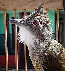 Maybe you would like to learn more about one of these? Download Suara Burung Cucak Jenggot Lengkap Hobi Burung