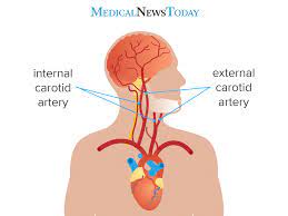 The internal carotid arteries carry blood directly to the front and middle parts of the brain while the external carotid artery carries blood to the face and scalp. Carotid Artery Anatomy Function Disease And More
