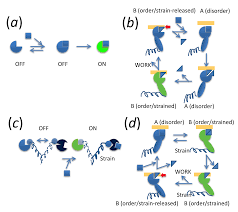 Four Types Of Protein Structure - Primary, Secondary, Tertiary & Quaternary  Structures