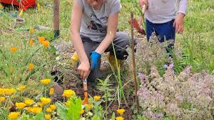 Photo Tournefeuille. Les Jardiniers affichent une activité en pleine ...
