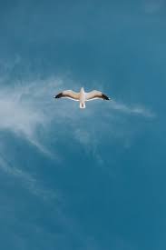 Sunny day with a blue sky and abundant white clouds in hargen aan zee, north holland. 500 Flying Bird Pictures Download Free Images On Unsplash