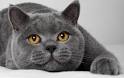 Cat Breed Info Center - List of All Cat Breeds by Type ...