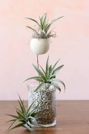 7 interior design trends everyone will be trying in 2021, according to experts. Pin On Air Plants Decor