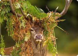 Картинки по запросу Олень