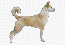 Any dog lover can tell you that canines are among the smartest animals on earth. Canaan Dog Korean Jindo Norwegian Buhund Ancient Dog Breeds Png 1483x1044px Canaan Dog Ancient Dog Breeds