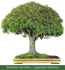 Aydılık ve havadar bir ortamda bakılmalı, hava akımına maruz kalmamalıdır. Zelkova Bonsai Icin 14 Fikir Bonsai Agaclari Bonsai Bitkisi Agac