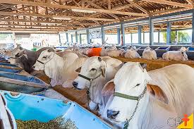 O confinamento de gado bovino é um sistema de criação de bovinos, através desse sistema uma quantidade de animais são fechados em piquetes, currais e baias de confinamento. Planejamento Da Estrutura E Da Capacidade Do Confinamento De Bovinos De Corte Artigos Cursos A Distancia Cpt