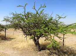 Image result for Acacia kamerunensis