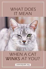 what does it mean when a cat winks at you cat wink cats cat parenting