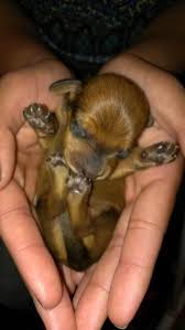 Black And Tan Mini Dachshund Long Hair 4 Days Old Mama Is A Short Hair Black Tan Full Size Daddy Is A Mini Red Long Hair Brindle Cute Dogs Dachshund Dachshund Puppies