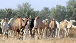 It hangs out of the sides of their mouth to attract females during the mating season. Study Reveals Aggressive And Deceitful Behaviour Among Camels During Mating Season The National