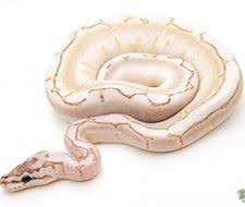Albino Black Axanthic Ball Python Bamboo Axanthic Vpi Spider Ball Python Ball Python Pythons For Sale Ball Python Morphs