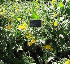 Image result for Inula