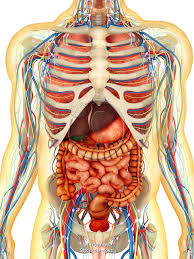 Image result for internal organs