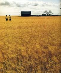 10 fields ideas fields photo landscape pinterest
