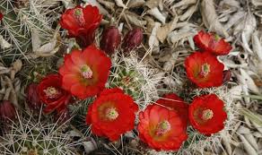 The main park visitor center is located just east of grand canyon village, approximately 6 miles north of the. Wildflowers In Sedona Hit The Trail