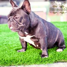 Fawn black merle french bulldog. Frenchie Color Genetics Tato S Frenchies South Florida S Best French Bulldogs