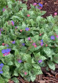 It already started to pop up, i can't wait for it to bloom. Lungwort Prettier Than It Sounds Mountain Plover