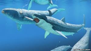 Megalodon, member of an extinct species of megatooth shark (otodontidae) considered to be the largest shark, and the largest fish, that ever lived. Monster Shark Kept Whales In Check Bbc News