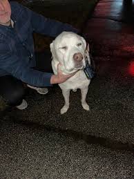 Bark from the Heart...