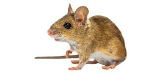 Fly light traps starting from $78.5. Location Pest Control Chemicals 800 877 7290