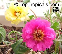 Cultura e consigli di manutenzione, specie e varietà. Portulaca Grandiflora Moss Rose Perslane Purslane Toptropicals Com