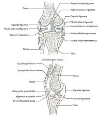 Check spelling or type a new query. Easy Notes On Knee Joint Learn In Just 4 Minutes Earth S Lab