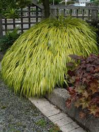 Hakonechloa Macra Aureola Japanese Forest Grass Love It In Drifts Or As Accent In Shade Will Pop Against Any Da Shade Grass Ornamental Grasses Plants