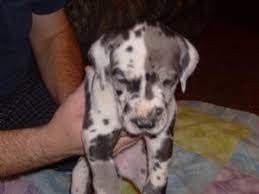 We are located in east central indiana, about 30 minutes from indianapolis. Great Dane Puppies In Arkansas