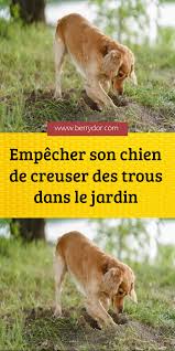 Empecher Son Chien De Creuser Des Trous Dans Le Jardin En 2020