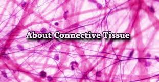 Connective tissue includes several types of fibrous tissue that vary only in their density and cellularity, as well as the more specialized and recognizable variants, such as bone. About Connective Tissue Assignment Point