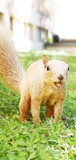Snowpea Is Very Proud Of Her Newly Found Acorn Blue Eyed Girls Squirrel Blonde Babies
