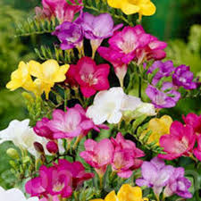 Freesia Mixed Freesia Flowers Bulb Flowers Fragrant Flowers